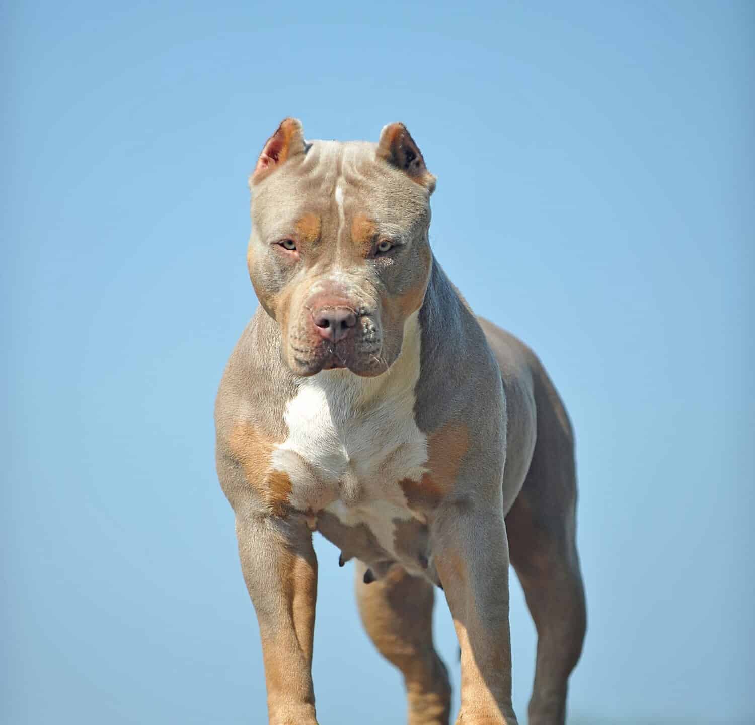 Serious American Bully XL is looking into your eyes 