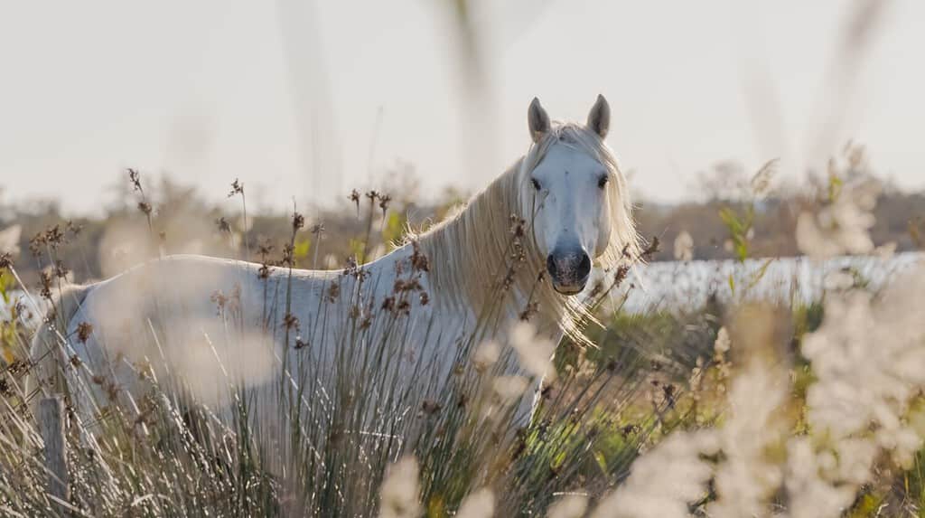 White Camargue horse in the south of France. Horses raised in freedom in the middle of the Camargue bulls in the ponds of Camargue. Trained to be ridden by gardians.
