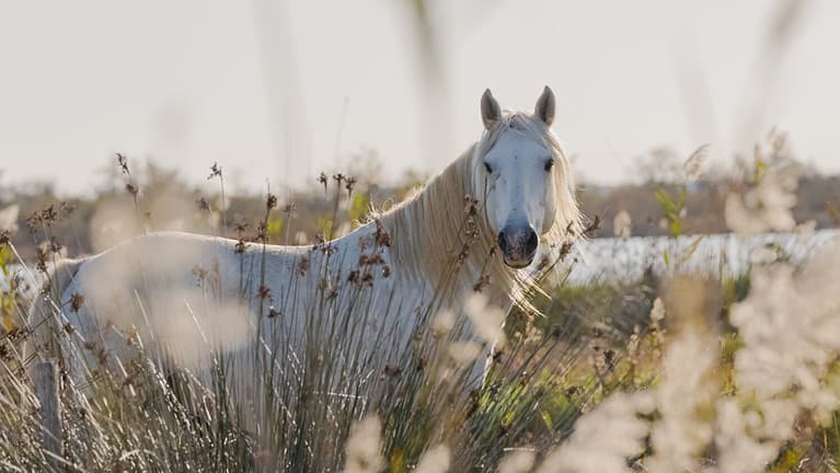 White Camargue horse in the south of France. Horses raised in freedom in the middle of the Camargue bulls in the ponds of Camargue. Trained to be ridden by gardians.