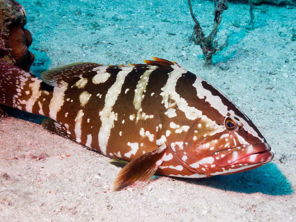 Nassau grouper (Epinephelus striatus)