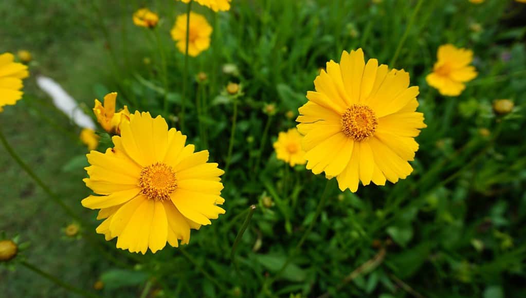 Spear-leaved coreopsis lanceolata is a species of North American tickseed