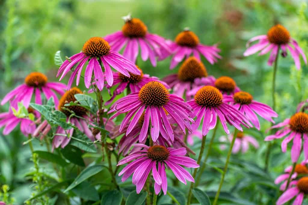 Purple coneflowers growing in the native plant garden