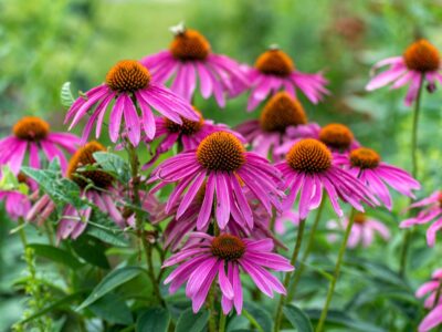 A The Best Perennial Flowers for New Jersey: 8 Flowers for an Amazing Bloom Every Year