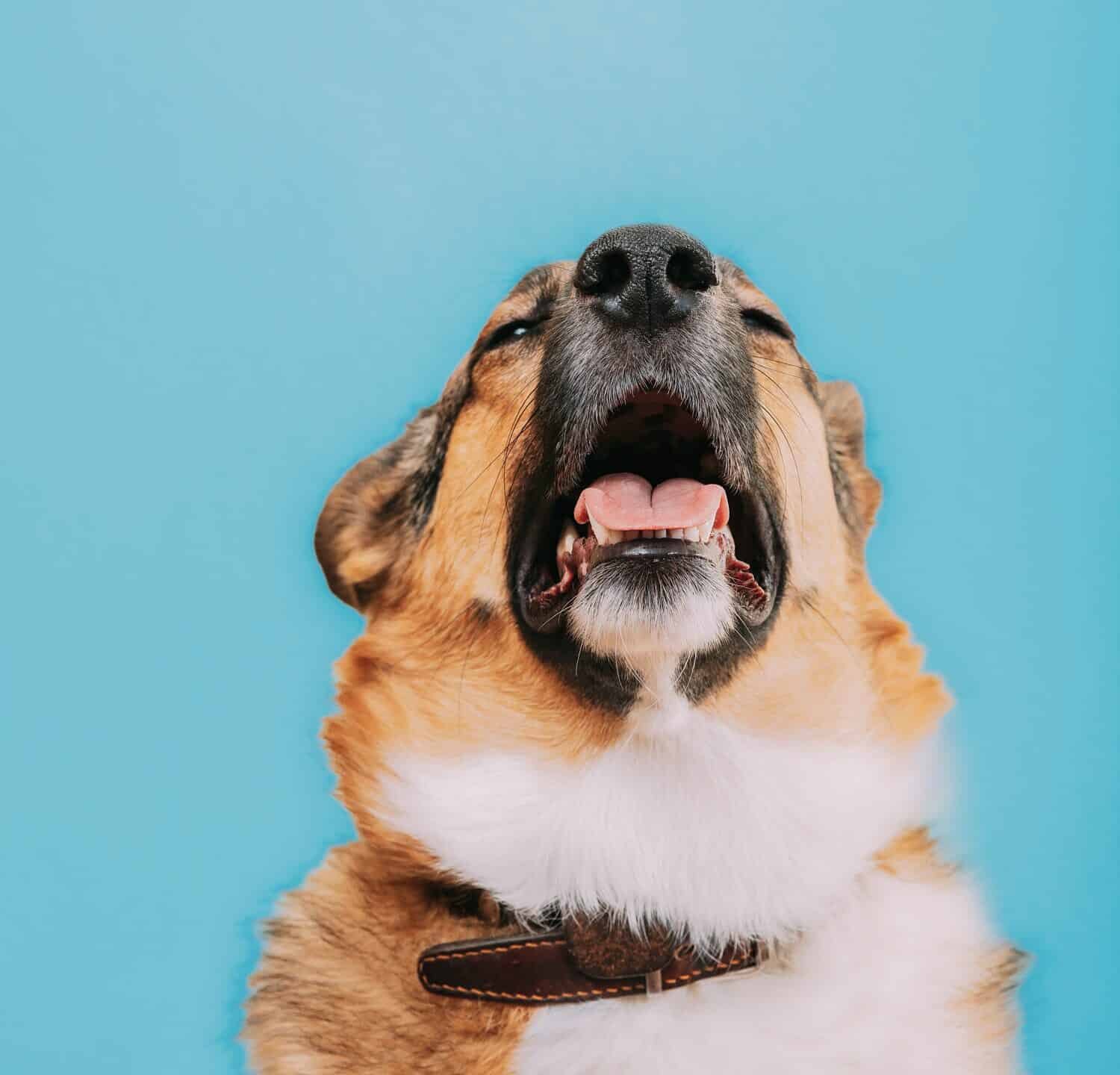 A canine affected by kennel cough, demonstrating the characteristic coughing and respiratory symptoms associated with this contagious respiratory condition.