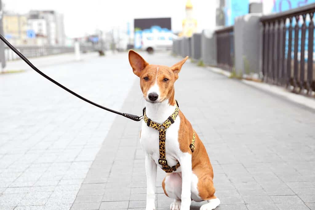 Cute basenji dog with harness and leash on city street