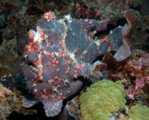 This Fish Is the Ultimate Undersea Ninja - A-Z Animals