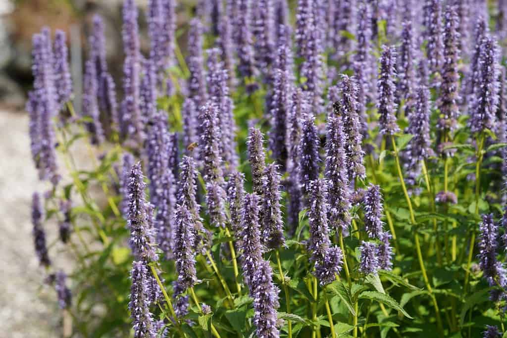 Anise hyssop or Agastache foeniculum