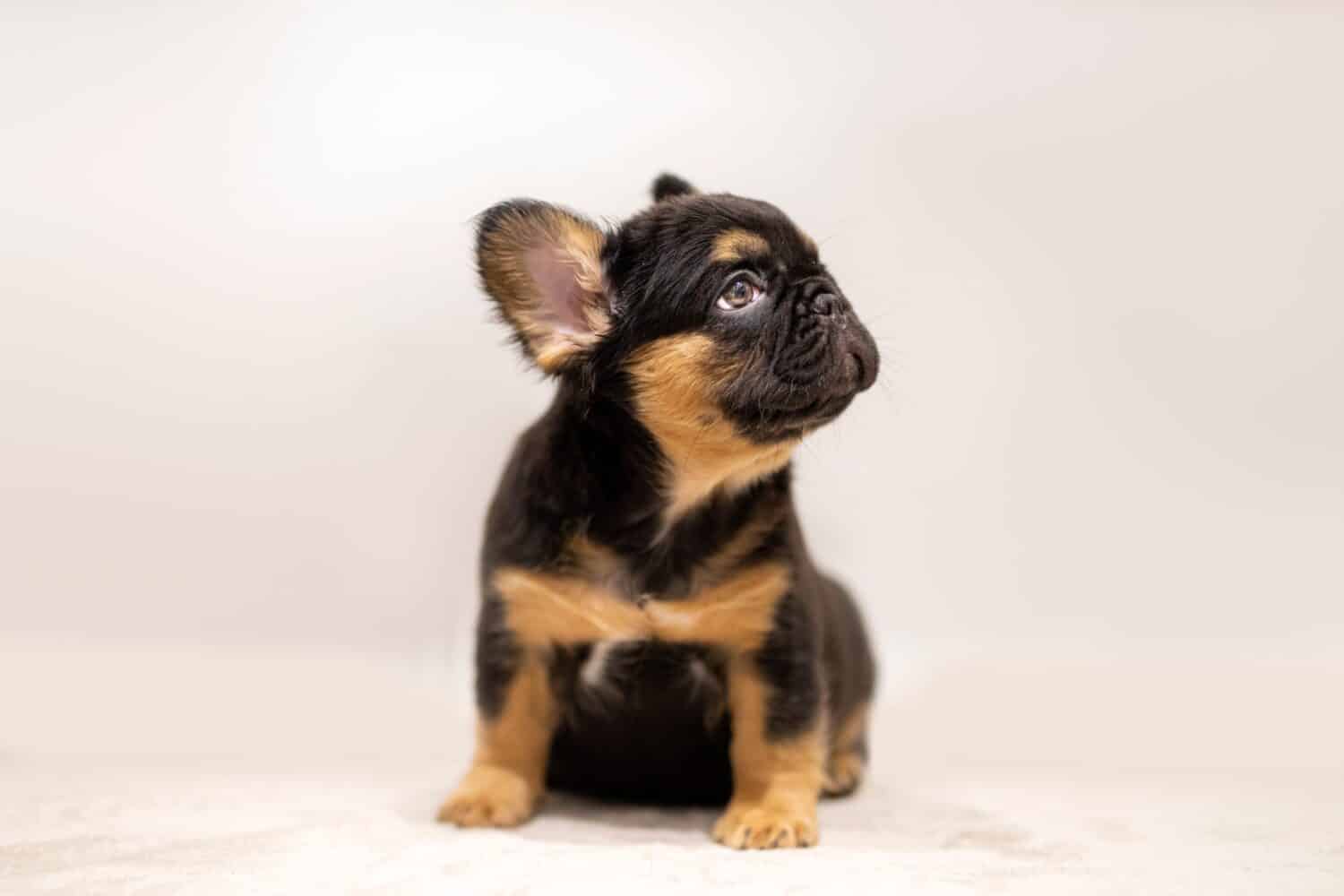 Beautiful Chocolate and Tan Big Rope French Bulldog