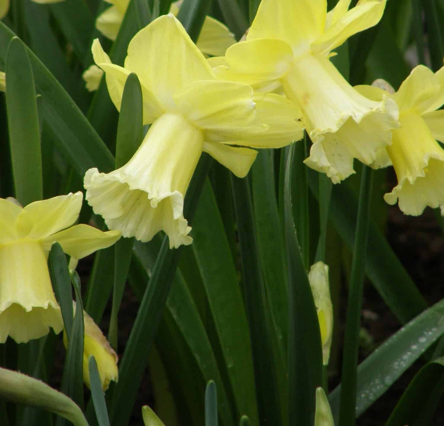 Yellow Trumpet daffodils (Narcissus) Galactic Star bloom in a garden in March