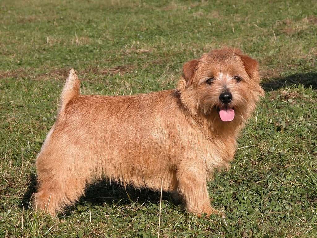 Cute little Norfolk Terrier dog with docked tail