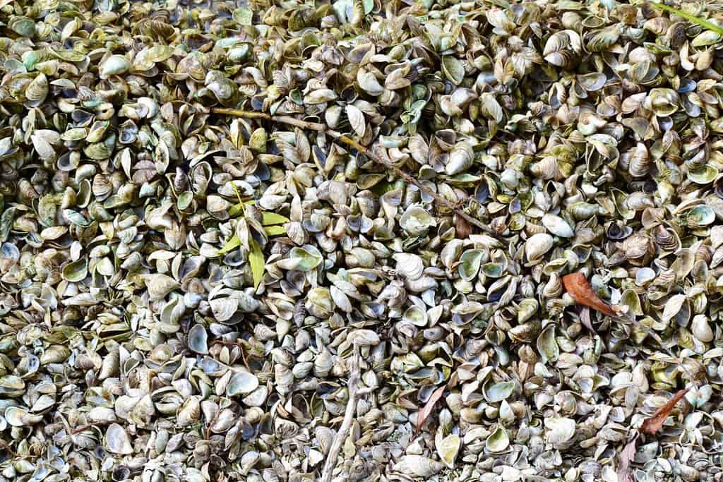 Quagga Mussels (Dreissena bugensis) washed up along Water’s Edge Trail during Summer