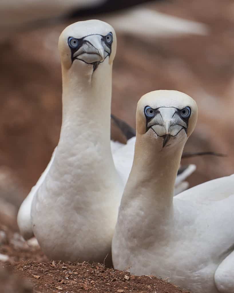 Northern gannet on a rock