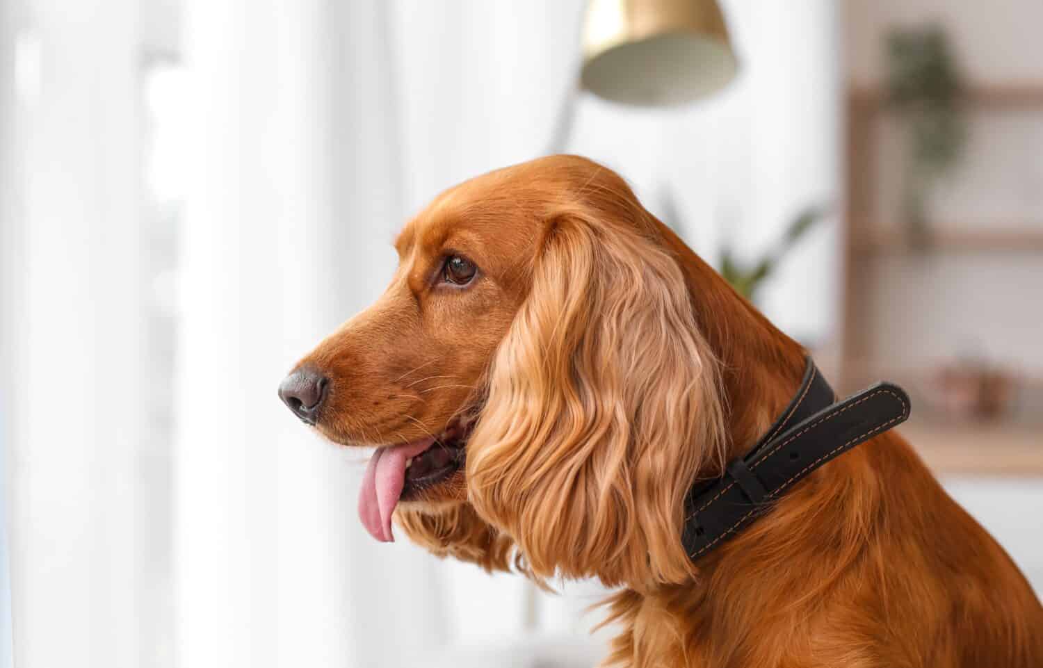 Red cocker spaniel at home, closeup