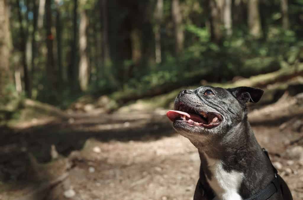Happy senior dog sitting on trail in forest during a walk or hike. Cute black and white dog looking up with mouth open and joy. 9 years old female boston terrier pug mix. Selective focus.