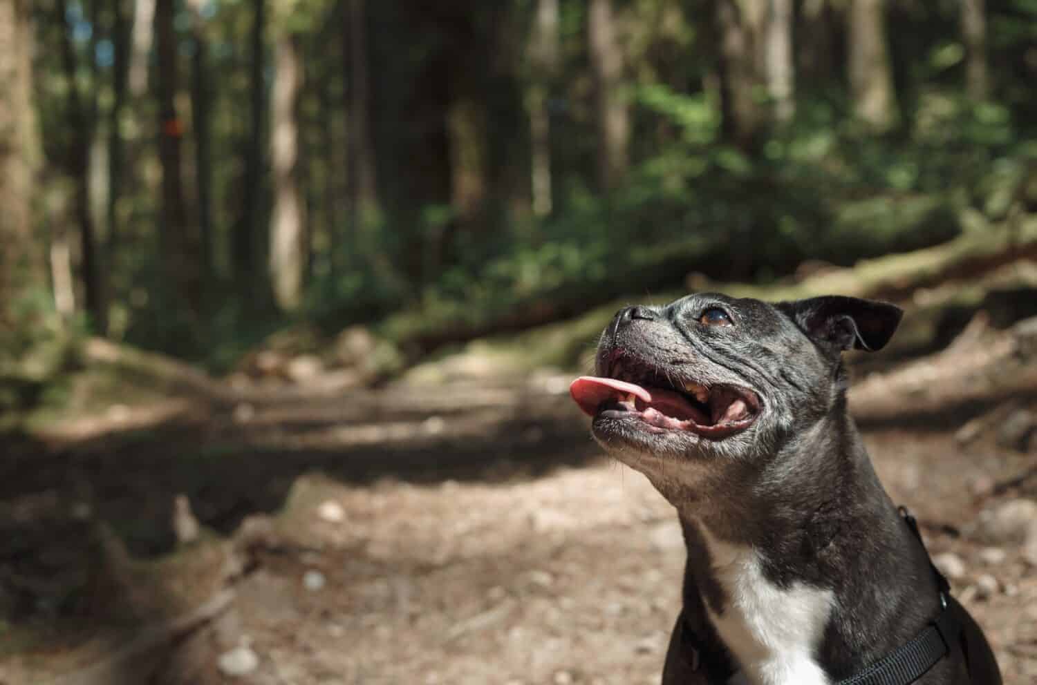 A senior Boston Terrier with its tongue wagging out. 