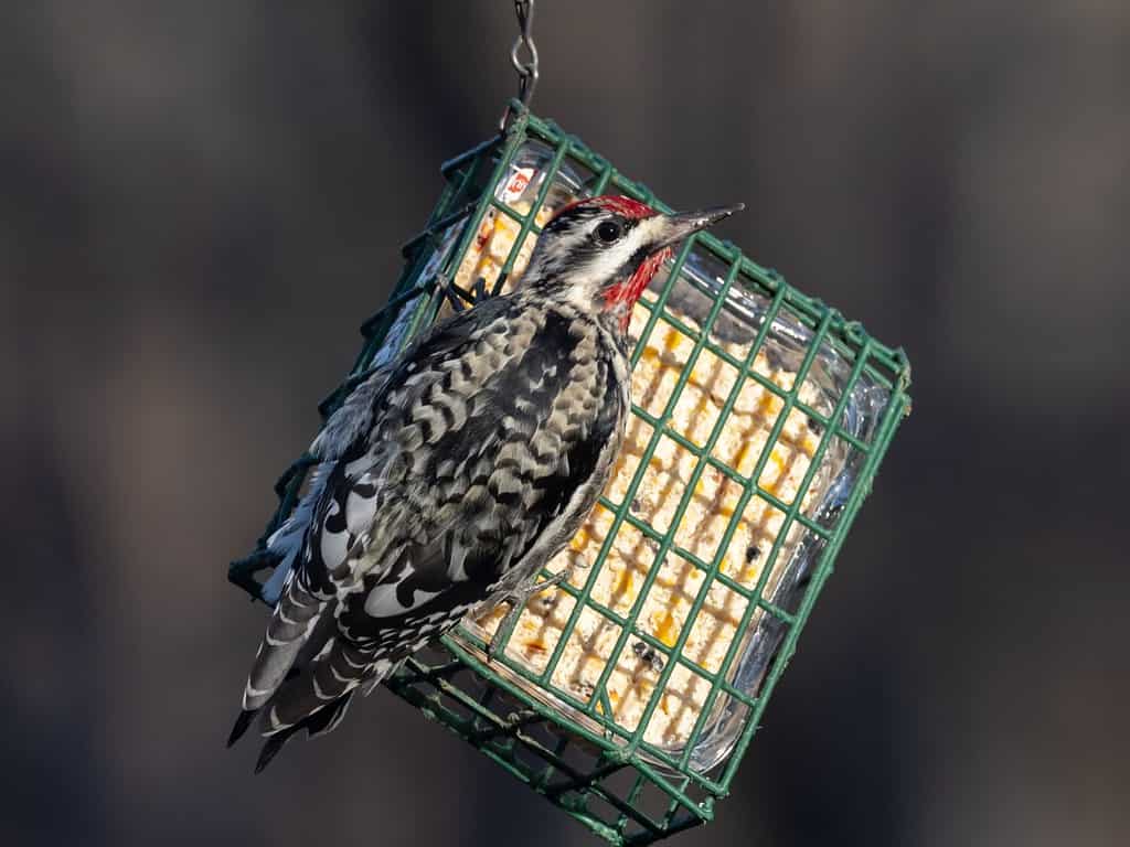 Male Yellow-bellied Sapsucker feeding on suet block