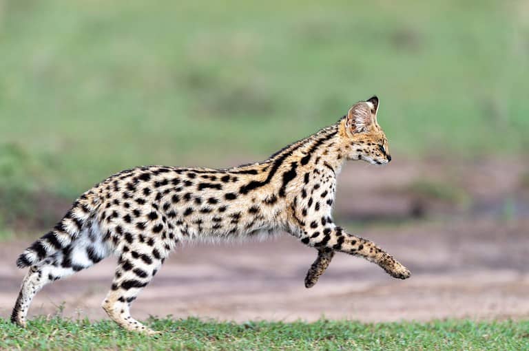How High Can Cats Jump? 10+ Facts About These Amazing Leapers AZ Animals
