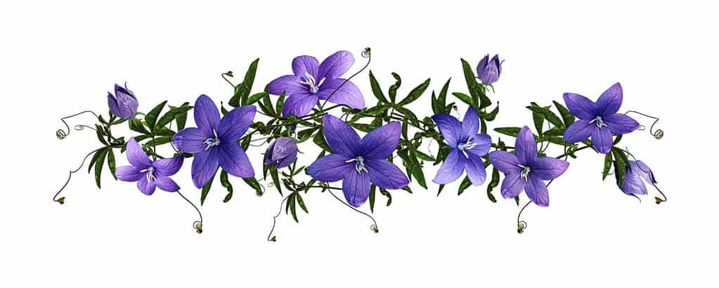 Closeup of balloon flowers or bell flowers with leaves isolated on white background