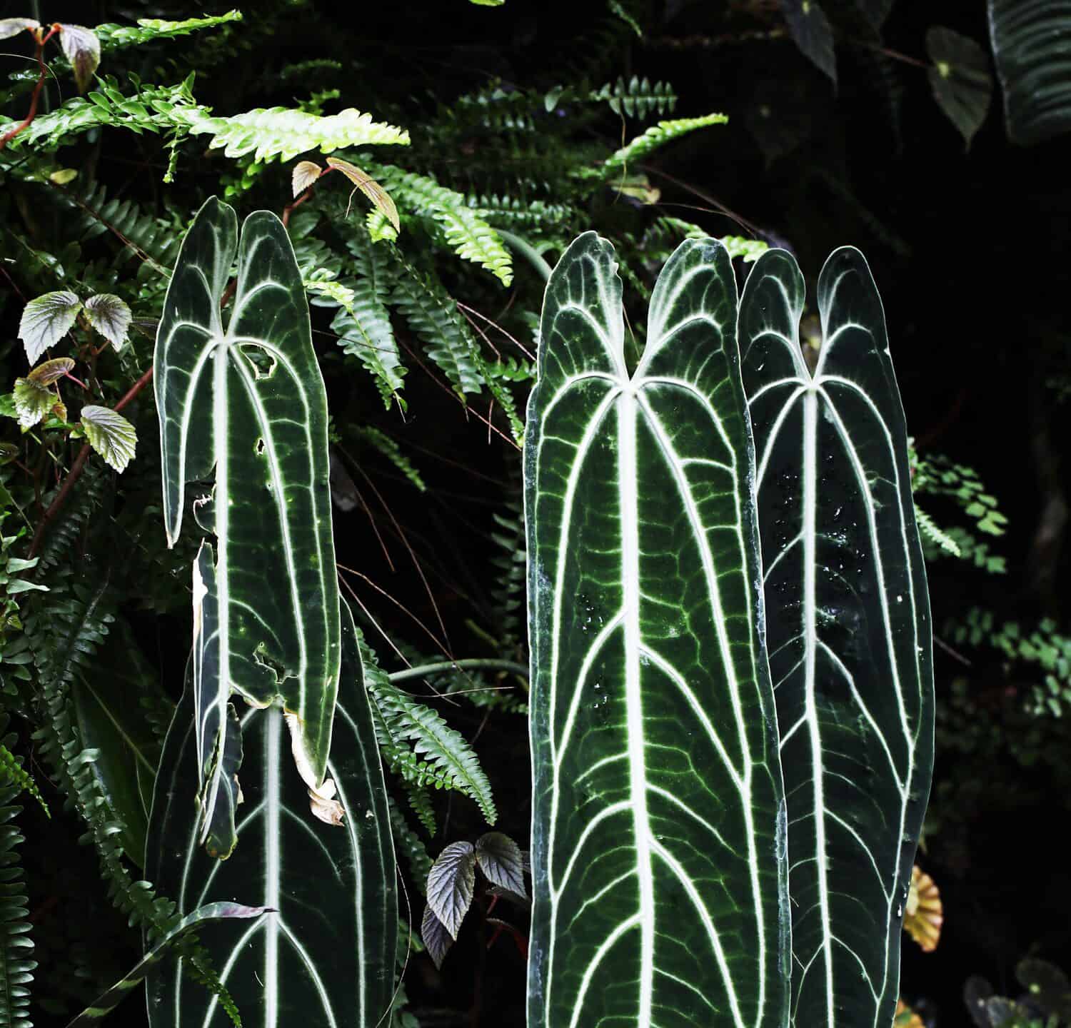 Queen Anthurium warocqueanum in rainforest
