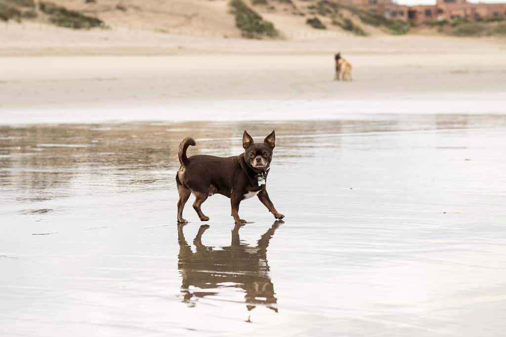 chocolate chihuahua for a walk on the beach