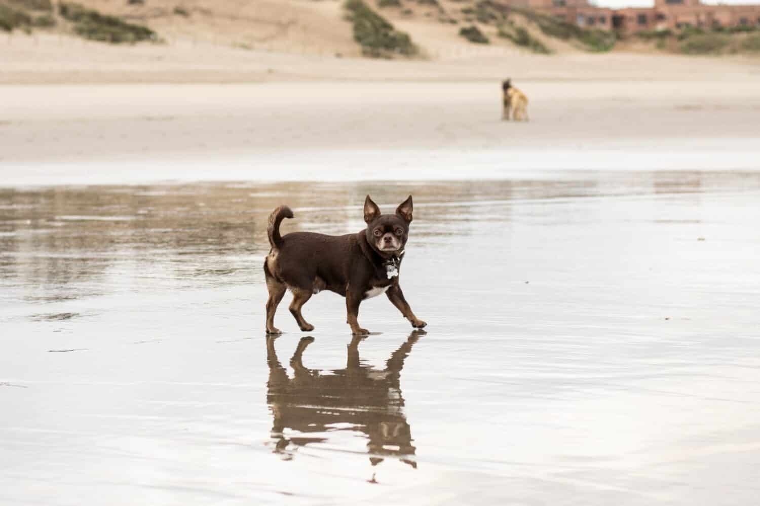 chocolate chihuahua for a walk on the beach