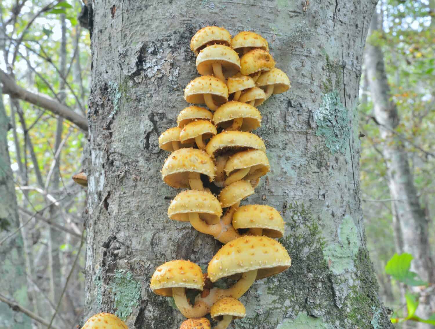 A close up of the edible mushrooms on tree (Pholiota adiposa).