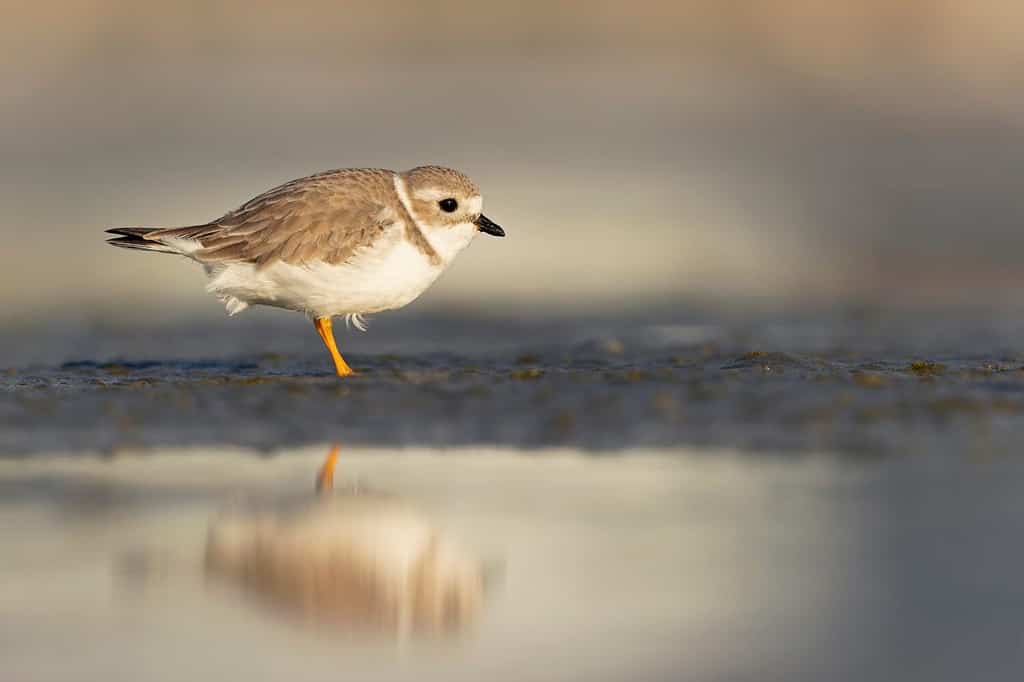A piping plover (Charadrius melodus) foraging on a beach at sunset.