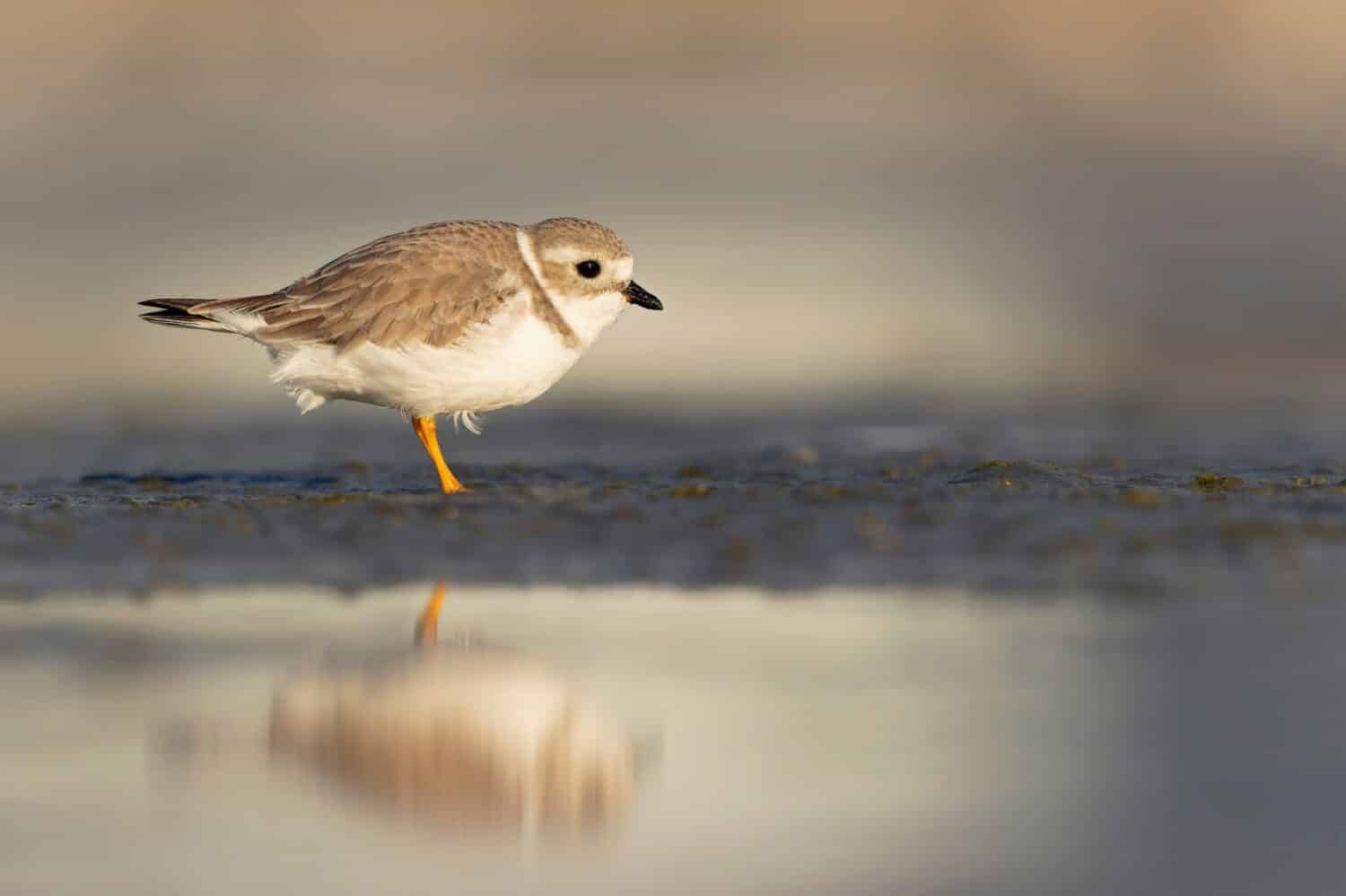 A piping plover (Charadrius melodus) foraging on a beach at sunset.	