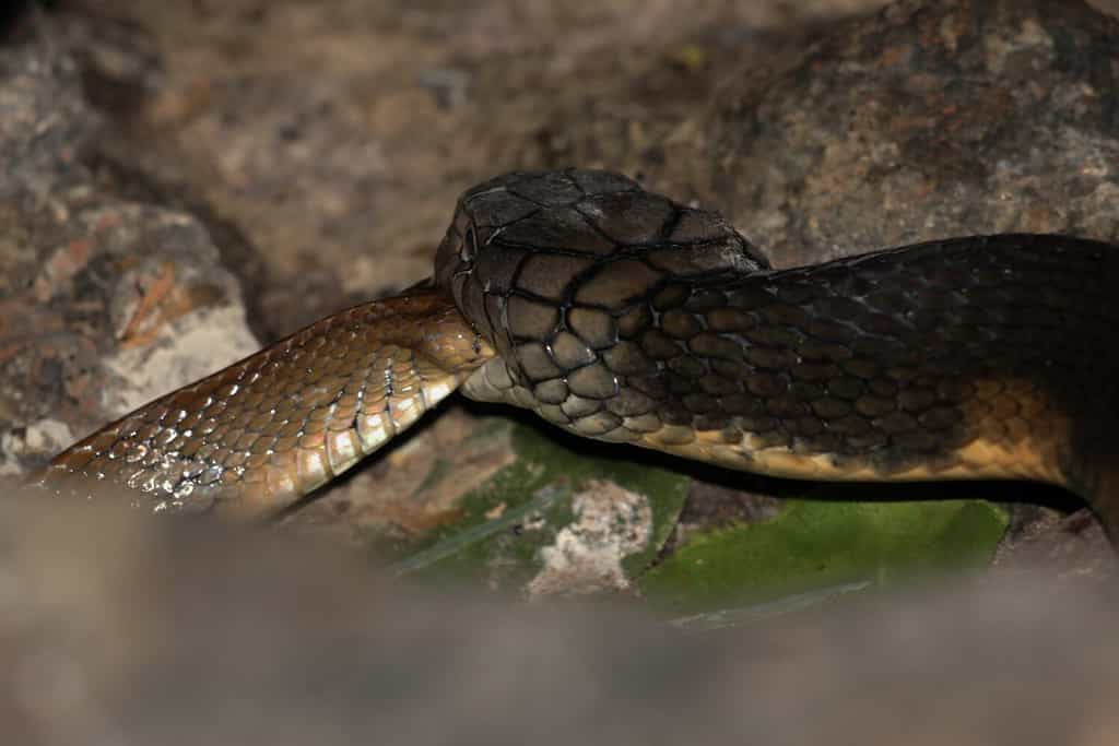 Feeding time. King Cobra eats snakes.