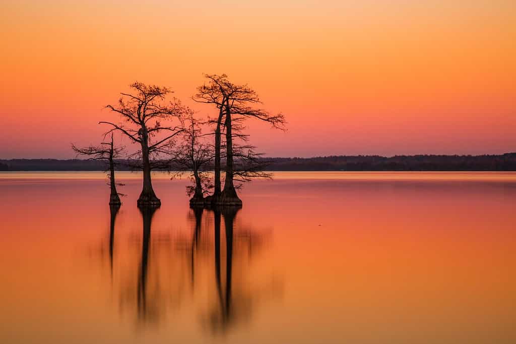 Reelfoot Lake Fishing, Size, Depth, And More - A-Z Animals