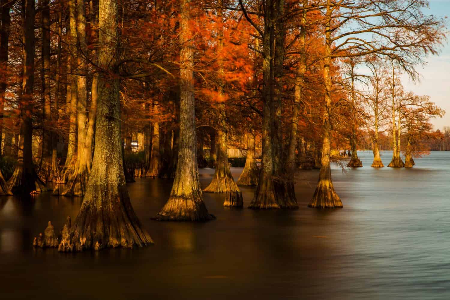 Landscapes of Reelfoot Lake State Park Tennessee in Sunrise