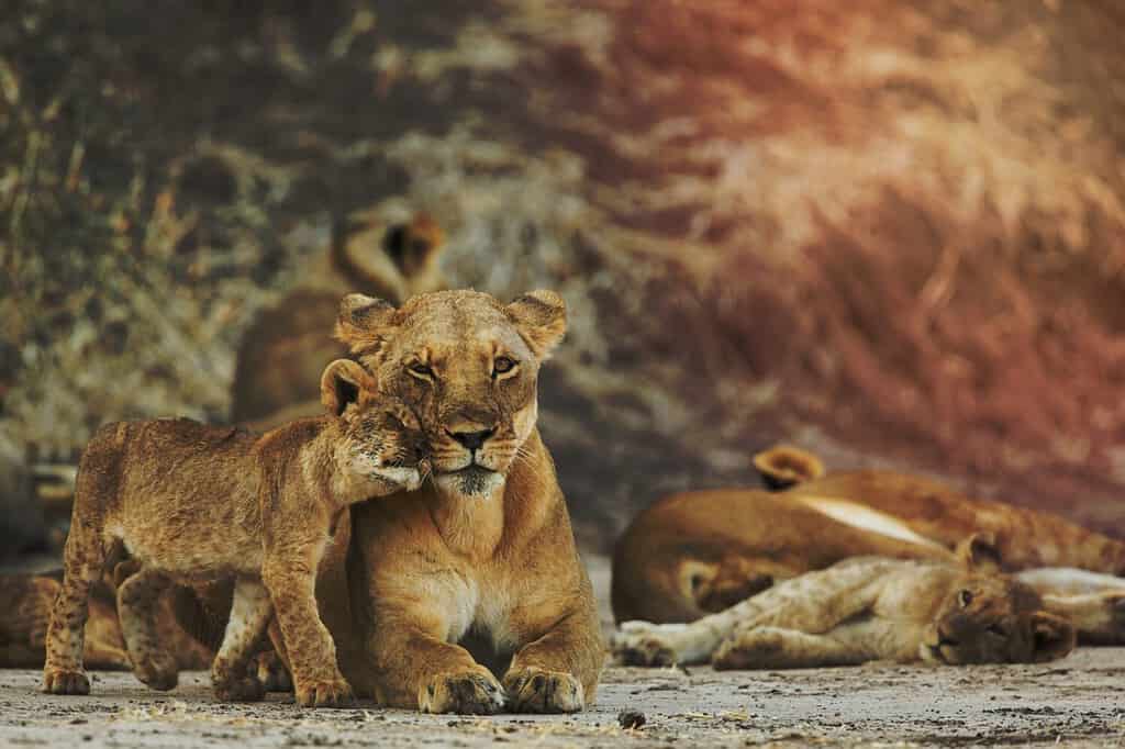 Lioness Panthera leo with cub
