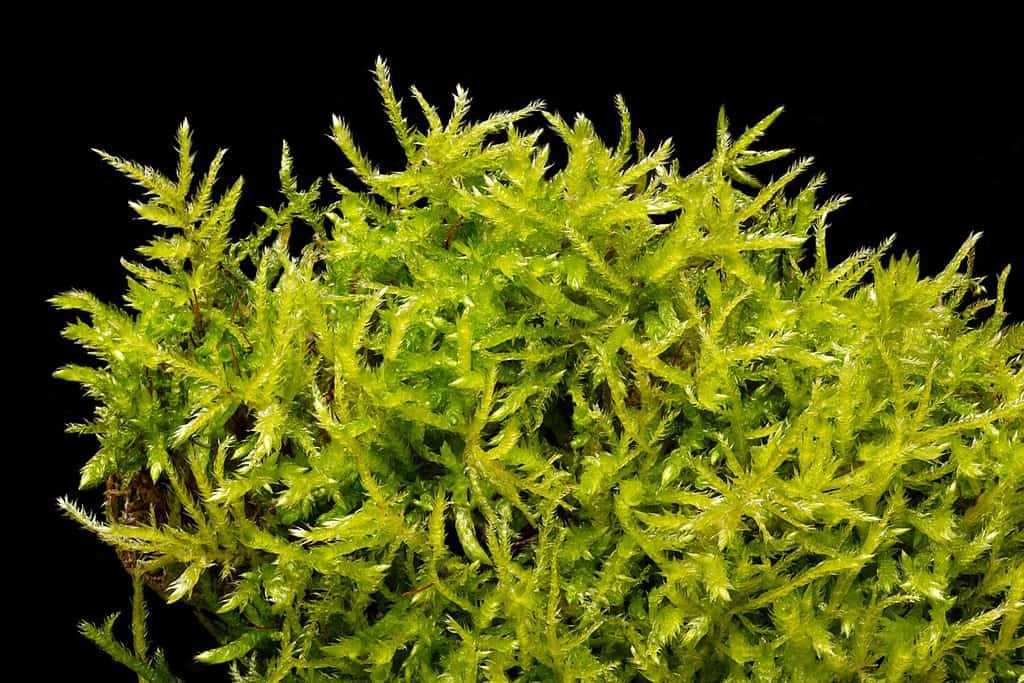 Peat moss, sphagnum moss, close-up, from above, on black background. Also known as bog or quicker moss. Decayed and dried it is used in gardening as soil conditioner, to hold more water and nutrients.