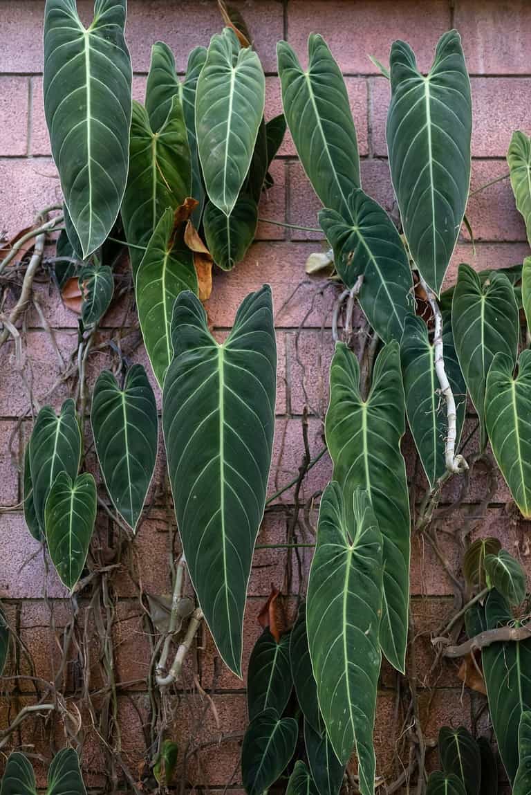 Long leaves of black-gold philodendron or red tiles wall background. White veins on dark green leaves of philodendron melanochrysum Linden and Andre. Exotic plant in a botanical garden