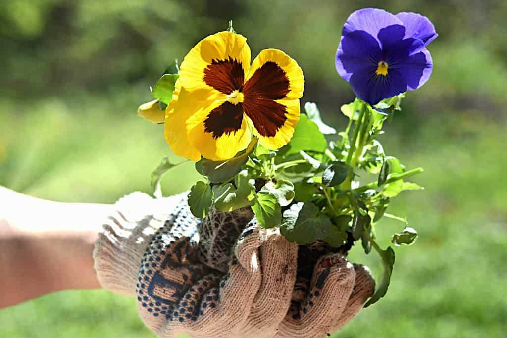 flowering plant