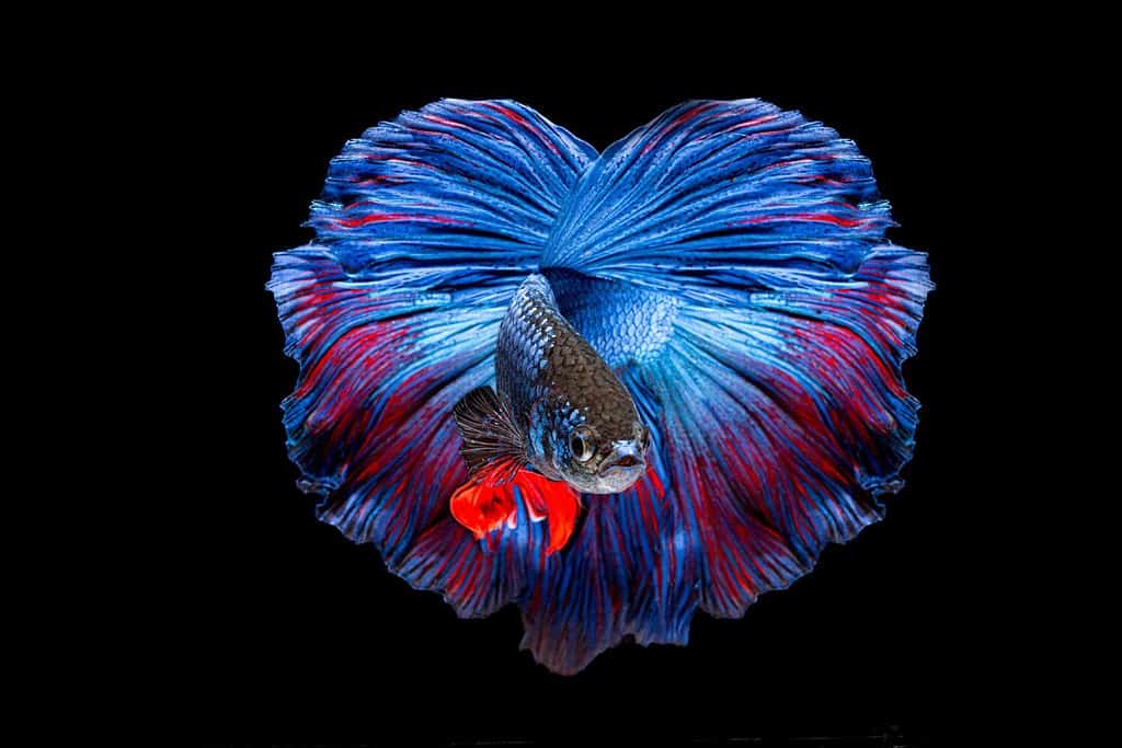 twin blue and red betta fish