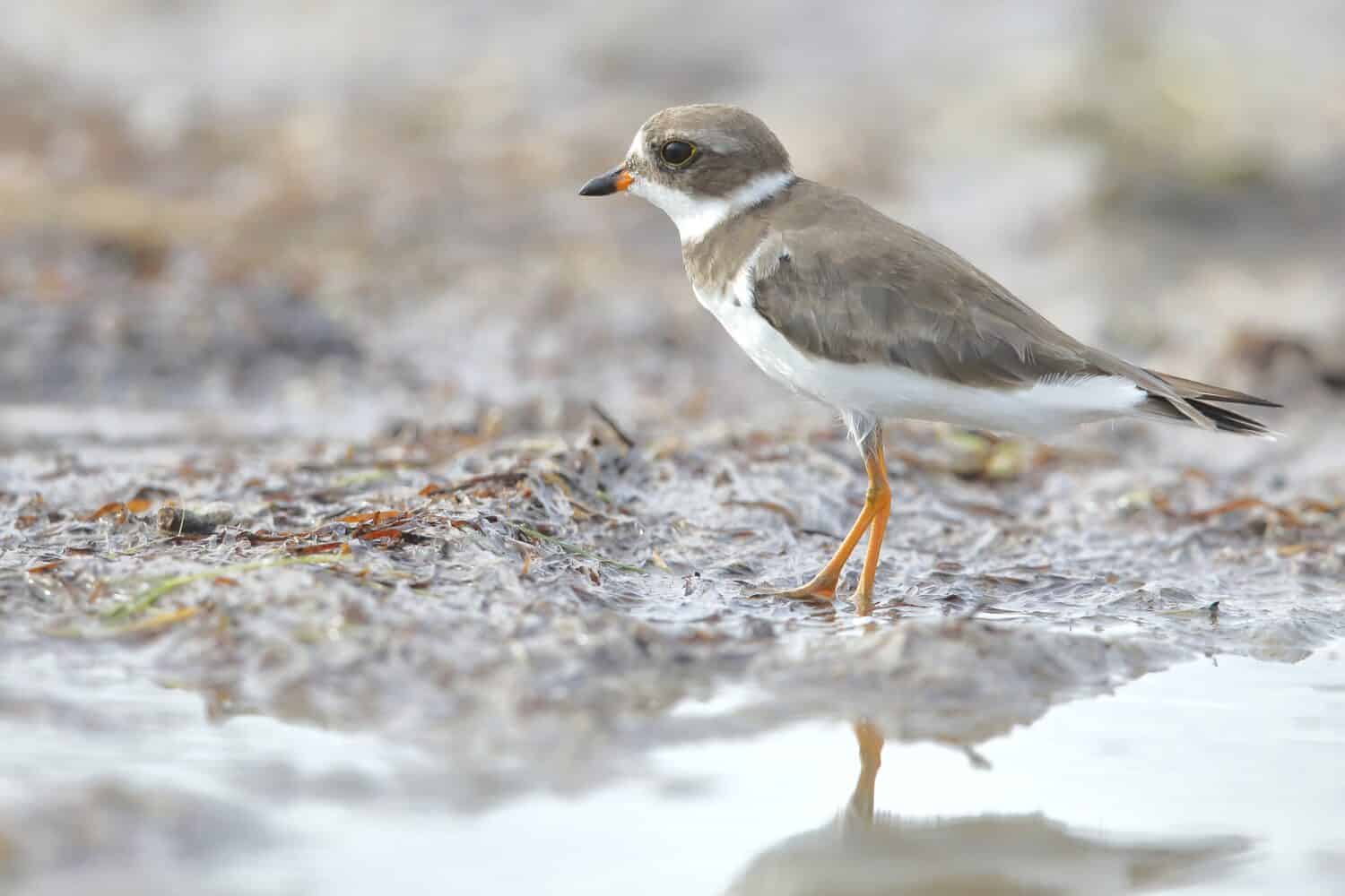 Semipalmated Plover, Charadrius semipalmatus, Everglades National Park, Florida, USA