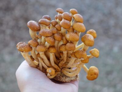 A Chestnut Mushrooms: A Complete Guide