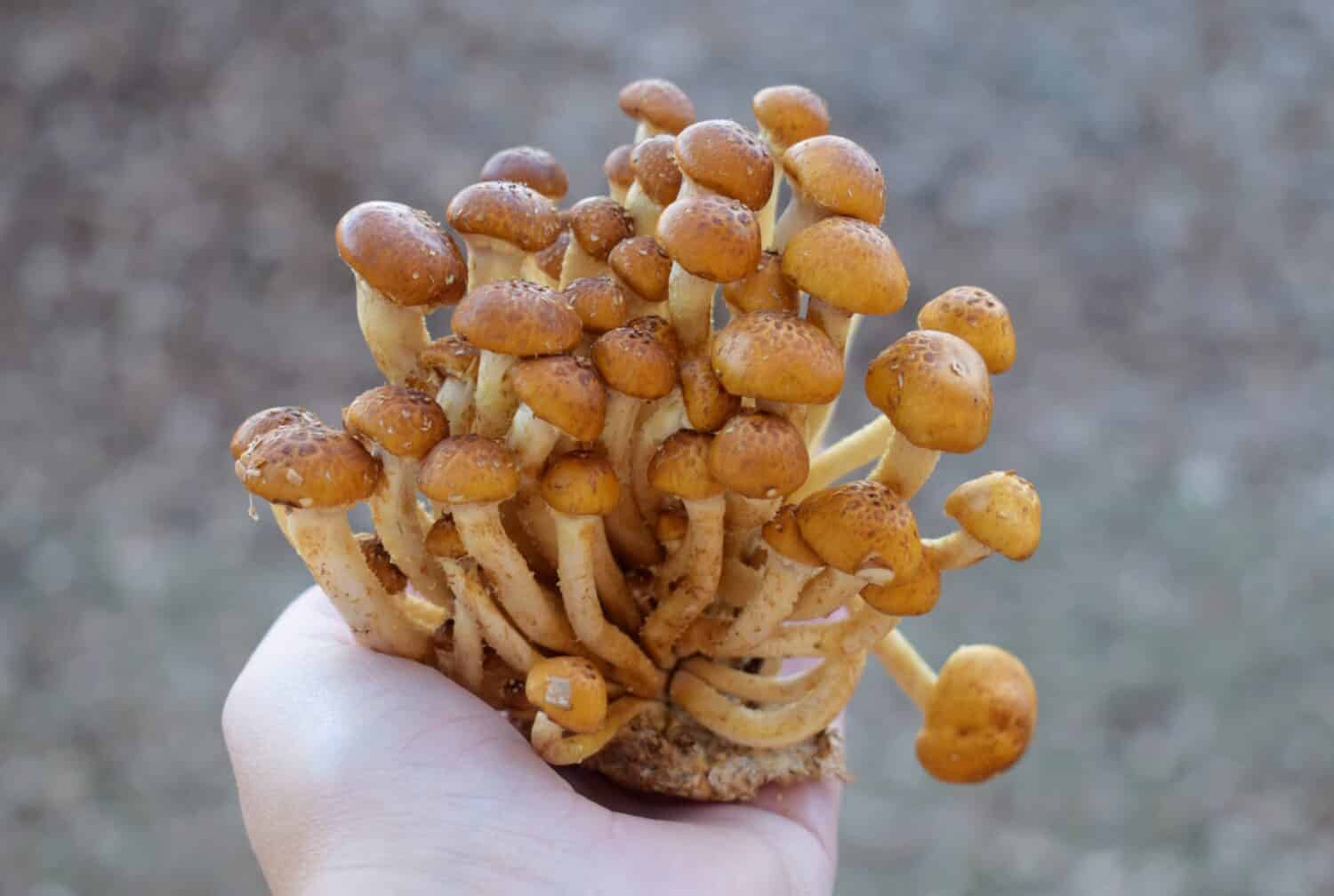 A hand holds edible chestnut mushrooms (Pholiota adiposa).