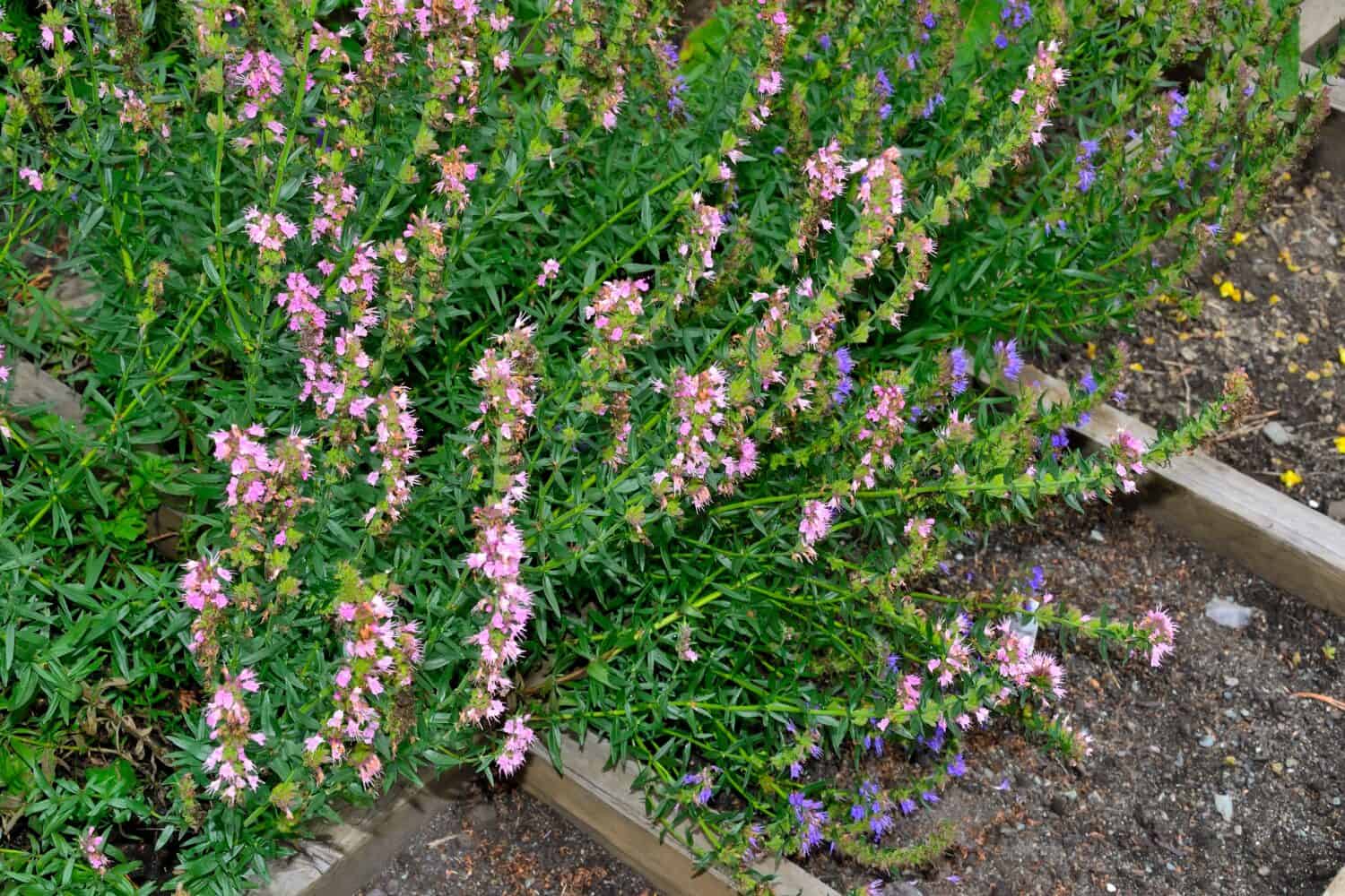 Blue and pink flowers of hyssop or hyssopus officinalis - beautiful hardy plant in summer garden. Hyssop is medicinal herb, aromatic condiment, good honey plant and decorative plant for gardening