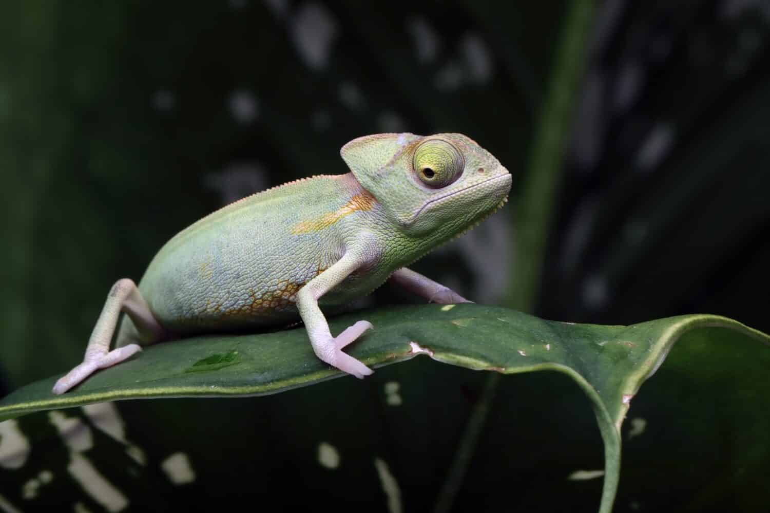 Baby chameleon veiled on branch, Baby veiled chameleon closeup on green leaves, Baby veiled chameleon closeup on natural background