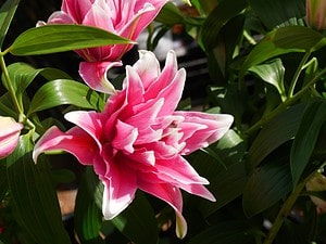 The 6 Most Colorful Fall-Blooming Flowers in Montana - A-Z Animals