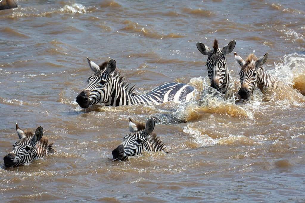 Plains zebra or common zebra (Equus quagga prev. Equus burchellii) swimming across a river. Ngorongoro Conservation Area (NCA). Tanzania