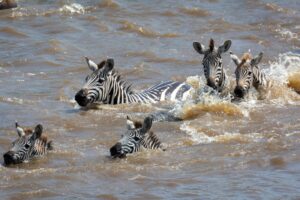 Watch a Zebra Turn And Bite a Crocodile That Is Death Rolling It Picture