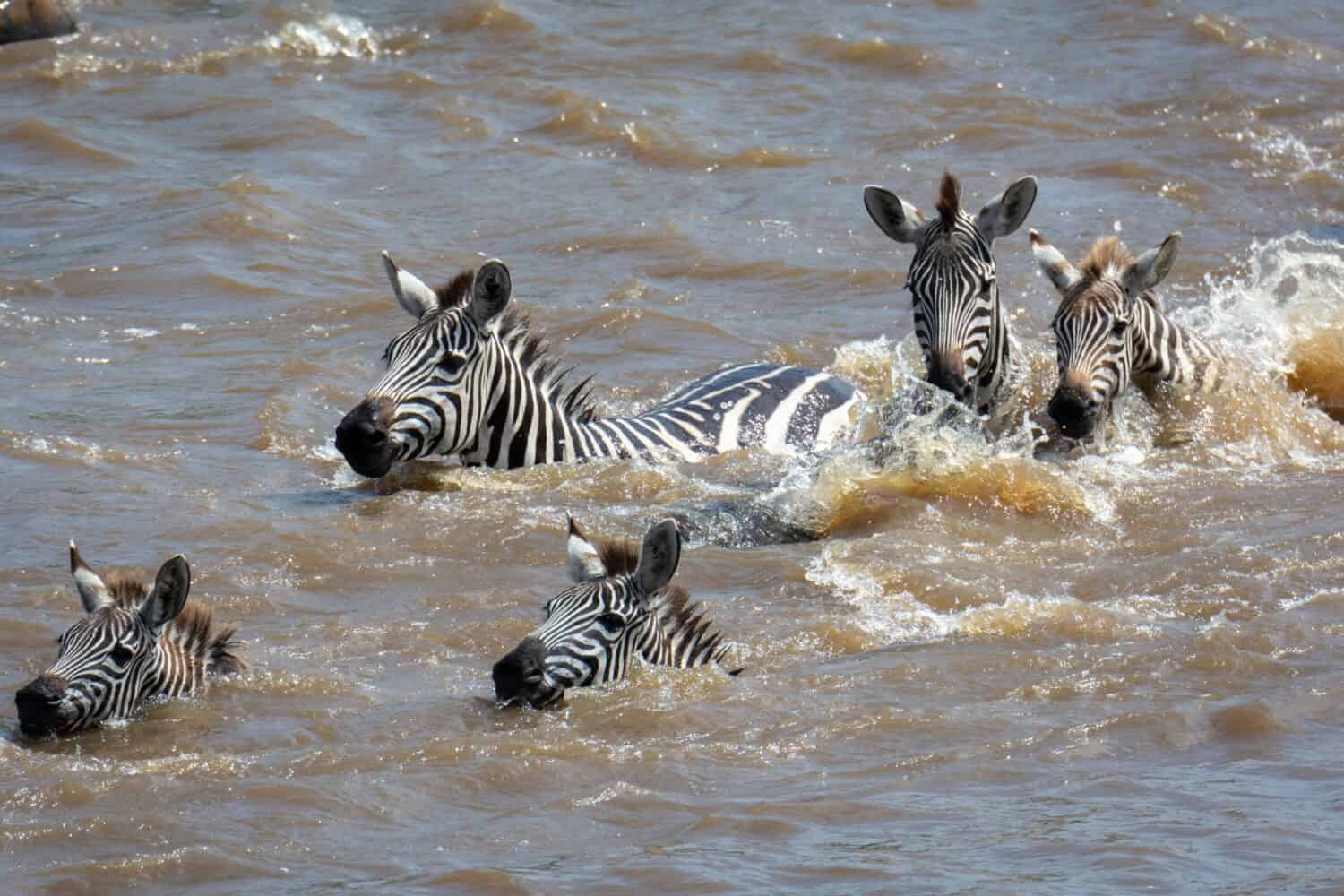 Witness the Tragic Fate of a Zebra Caught in a Croc-Filled Pit and then  Swarmed - A-Z Animals