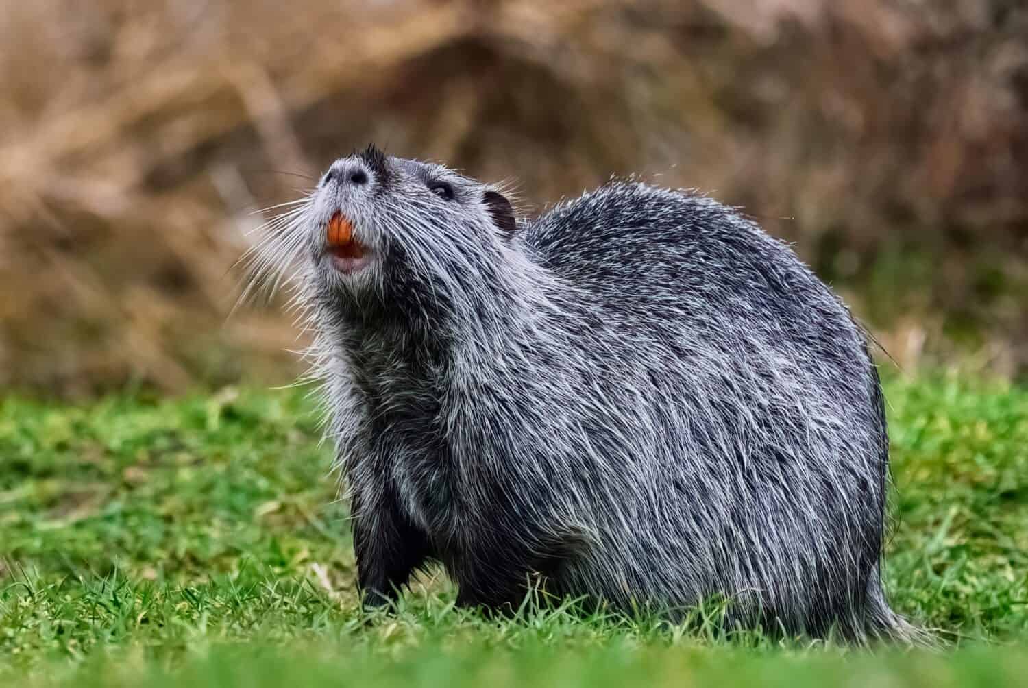 Nutria with beautiful red teeth. Looking for food. Standing in the short grass, closeup. Genus Myocastor coypus.