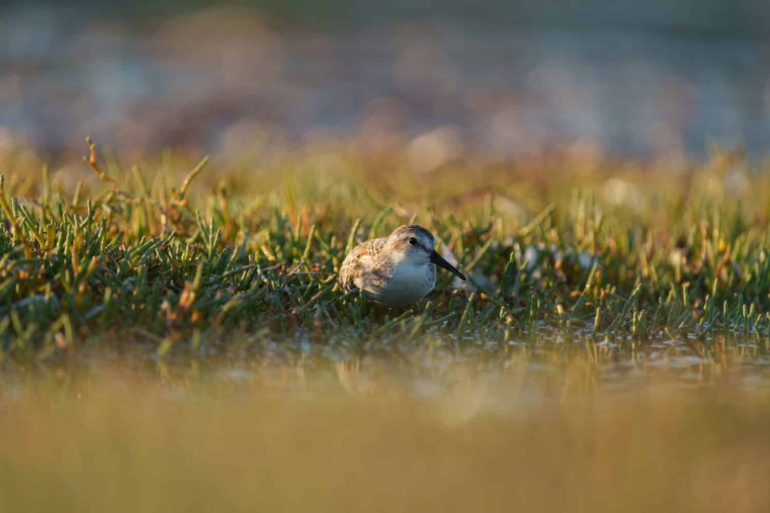 Short billed Dowitcher resting at seaside beach, it is a plump, medium-sized shorebird with very long bill. Extremely similar to long billed Dowitcher, and often flocks with it.