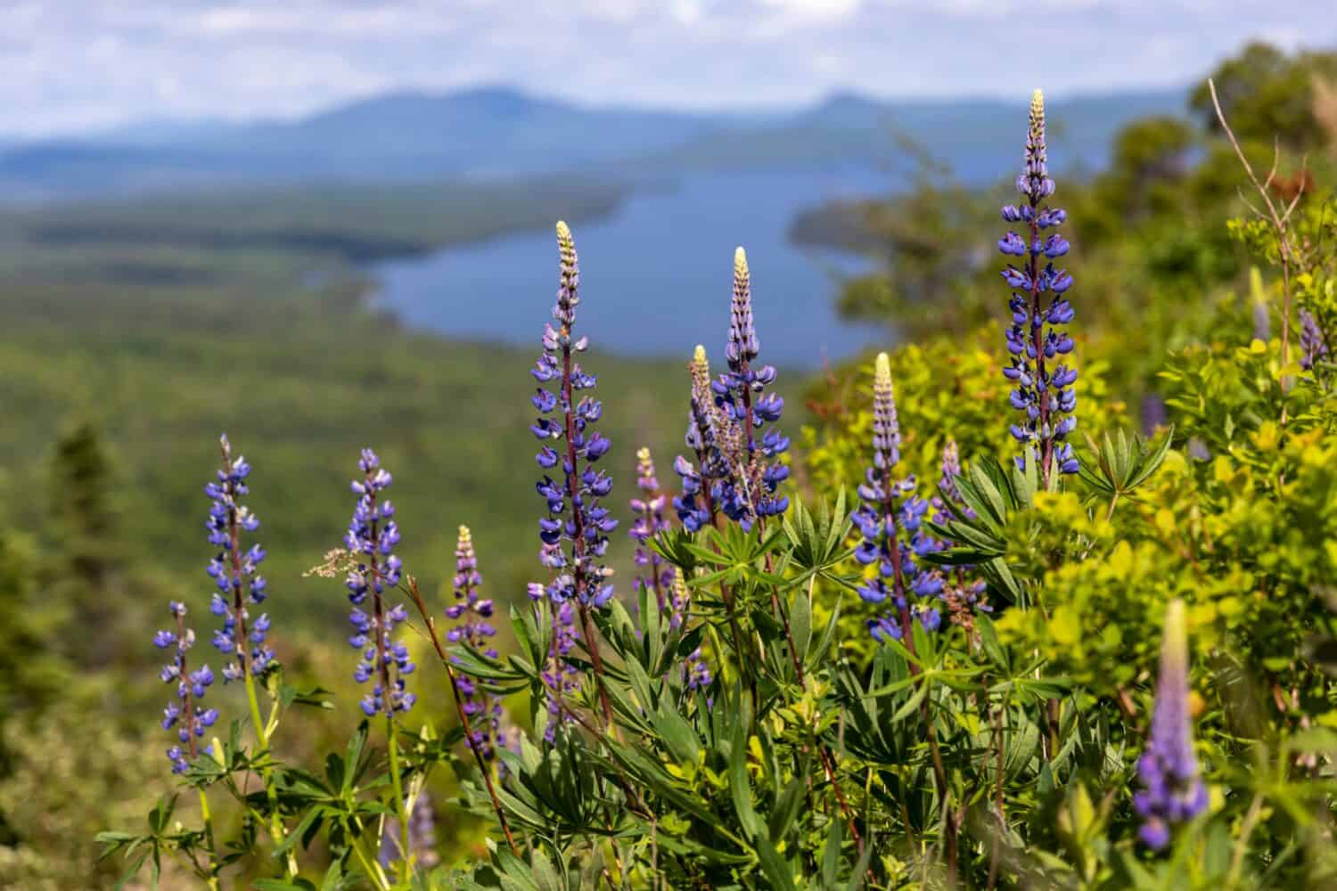 Lupines in full bloom along the Appalachian Trail at Height of Land. 