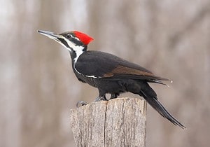8 Woodpeckers in Pennsylvania (Pictures, ID Guide, and Common Locations) Picture