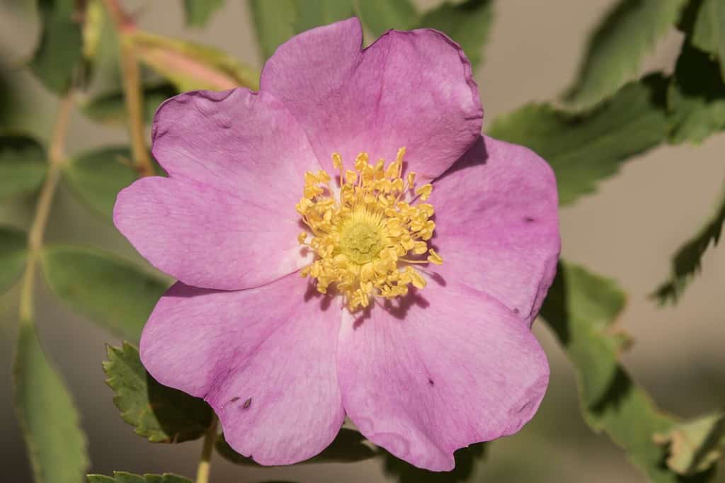 Close-up of a Wild Wood's Rose Blossom